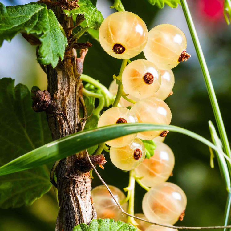 Whitecurrant Plant 'Blanka'