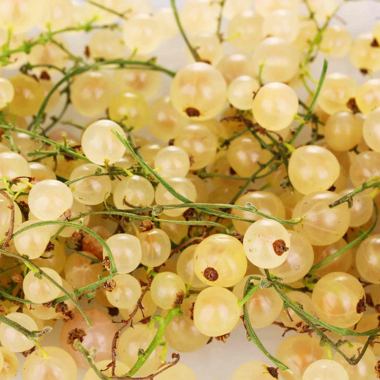 Whitecurrant Plant 'Blanka'