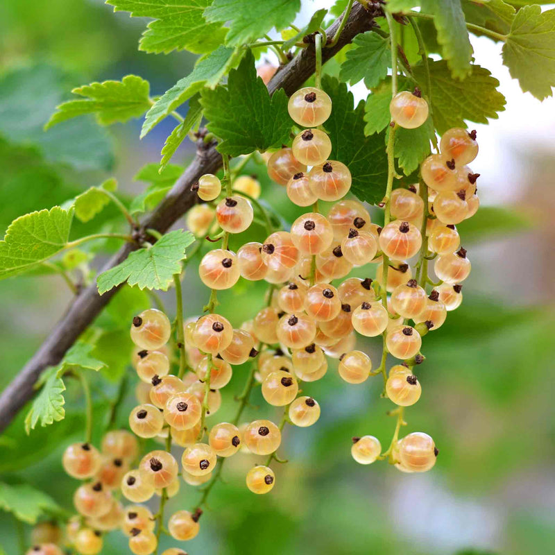 Whitecurrant Plant 'Blanka'