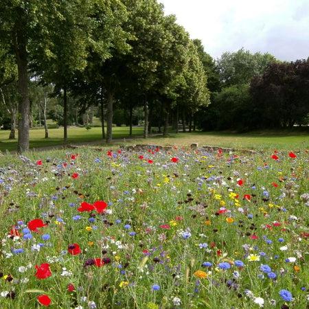 Westland Lawn Meadow Wildflower & Lawn Seed Mix