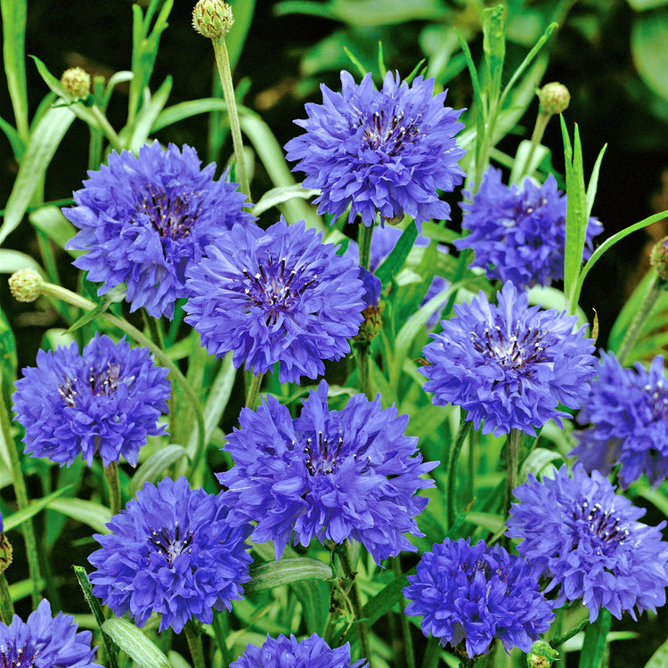 Wildflower Seeds 'Cornflower'