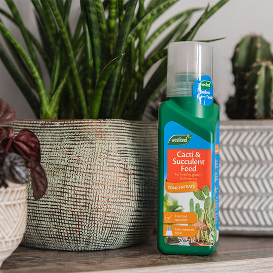 Westland Westland Cacti & Succulent Feed 200m Buy Westland Cacti