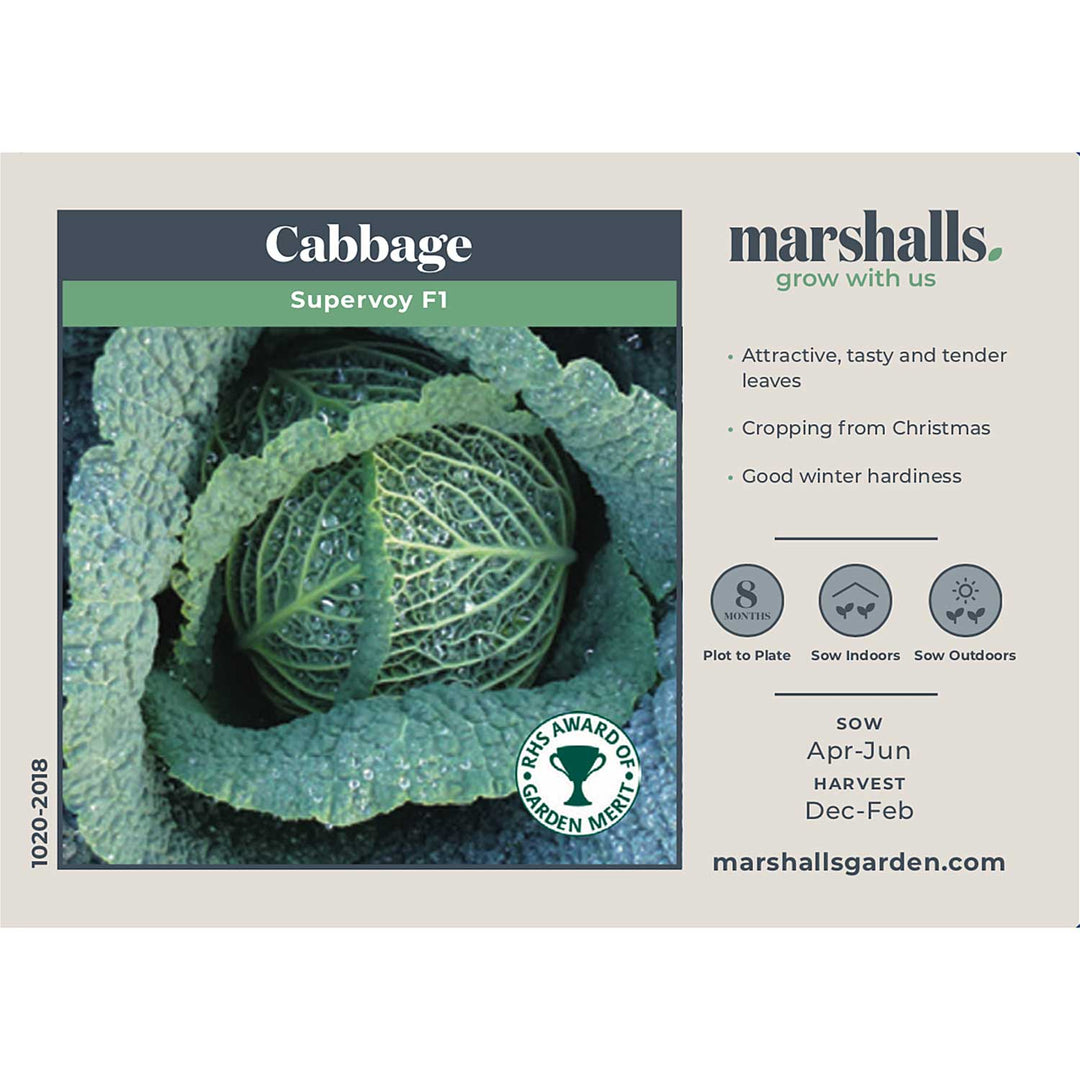 Cabbage Seeds 'Supervoy F1' Buy Cabbage Seeds Online Cabbage Seeds