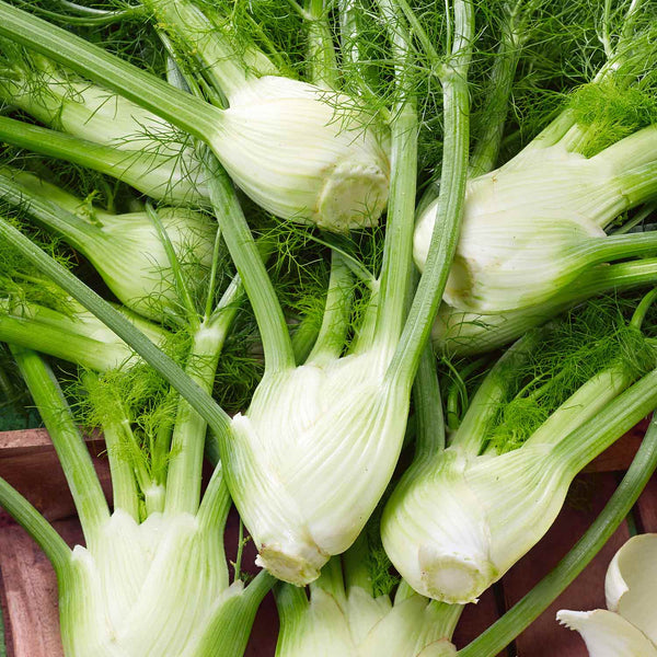 Fennel Seeds ‘Orion’