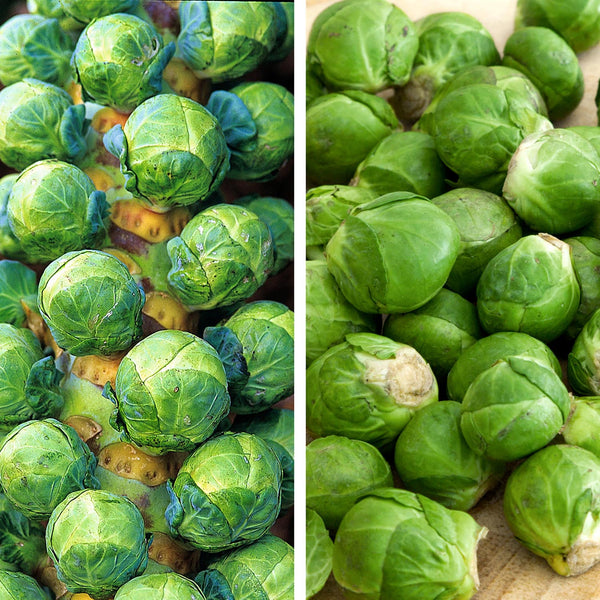 Brussels Sprout Seeds 'Long Crop' Duo Pack