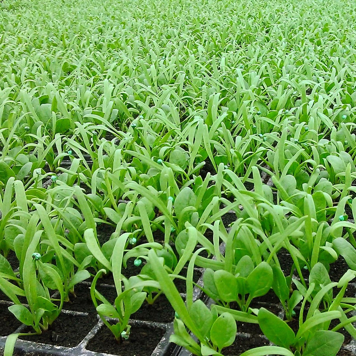 Spinach Seeds 'Amazon' Buy Spinach Seeds Online Spinach Seeds for Sale Marshalls Garden