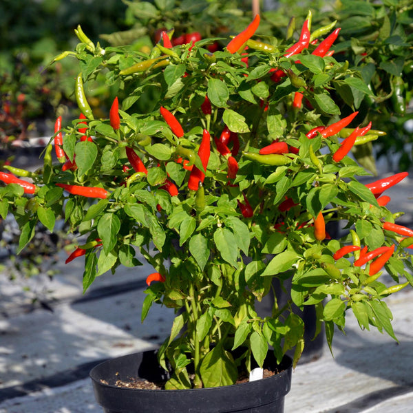 Chilli Pepper Seeds Lancer F1