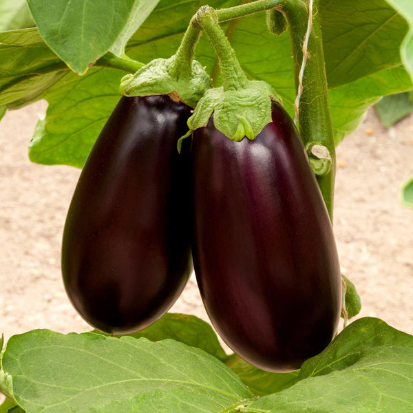 Aubergine Seeds 'Genie'