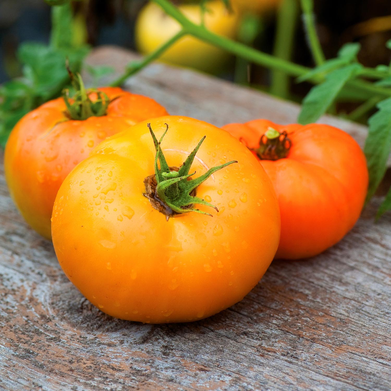 Tomato Seeds 'Orange Wellington' | Marshalls Garden