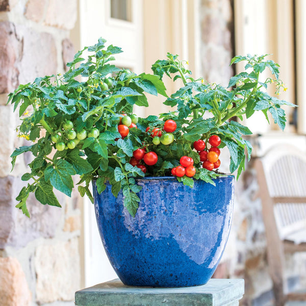 Tomato Seeds 'Veranda Red'