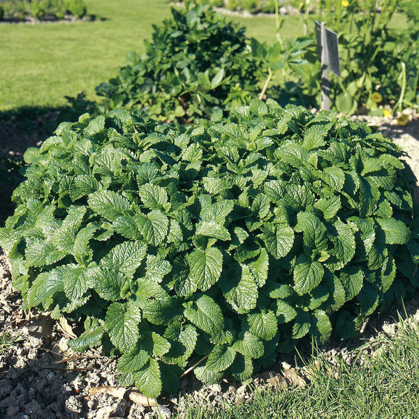 Lemon Balm Seeds 'Melissa'