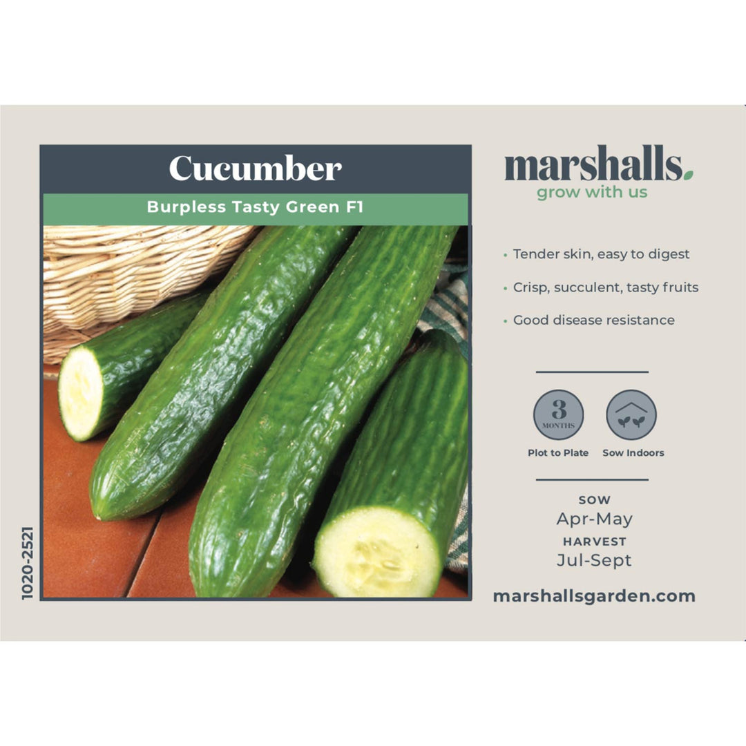Buy Burpless Tasty Green F1 Hybrid Cucumber Seeds online Marshalls Marshalls Garden