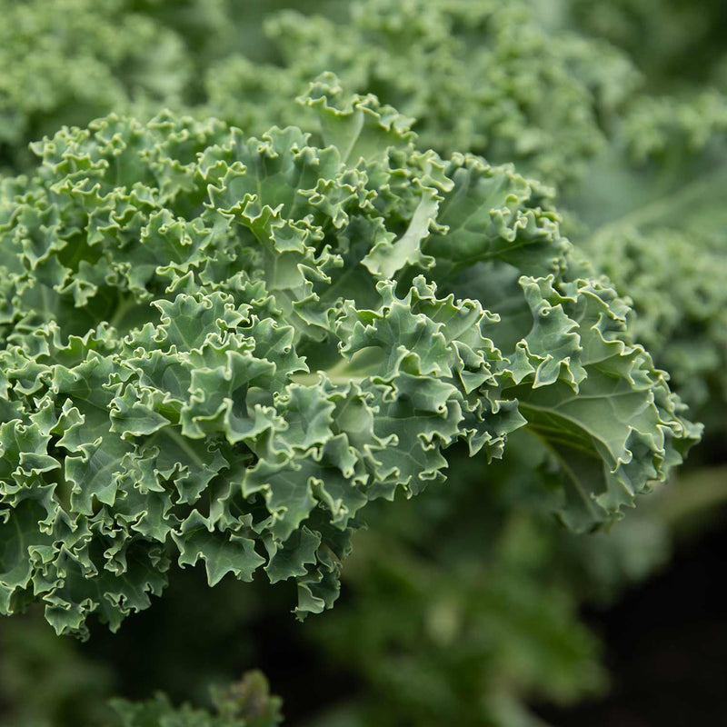Kale Plants 'Afro Dwarf Green Curled'