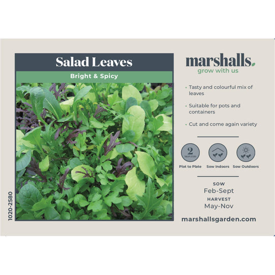 Salad Seeds 'Bright & Spicy Mix' Buy Salad Seeds Online Salad Seeds