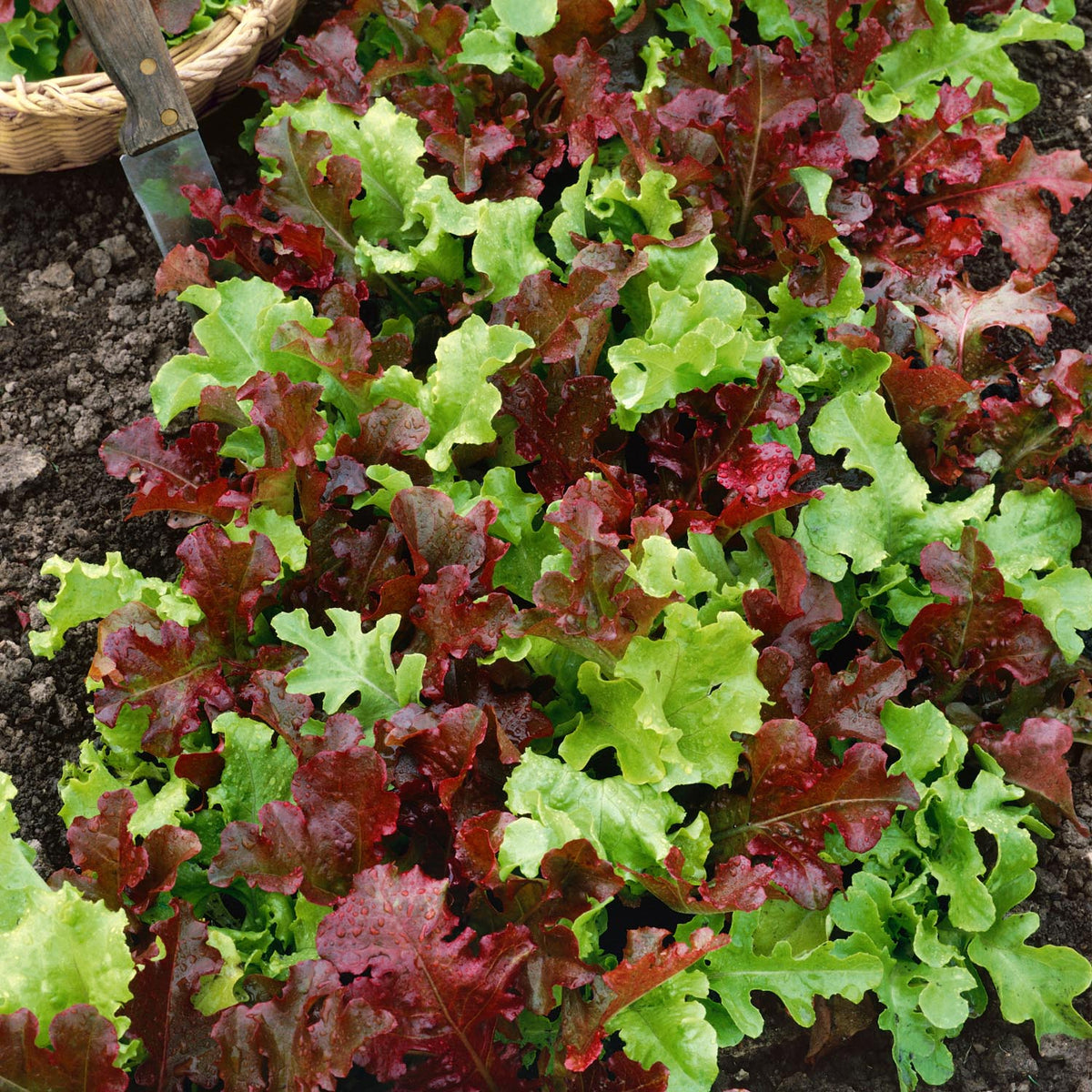 Salad Leaves Seeds 'Salad Bowl' Buy Salad Seeds Online Salad Seeds