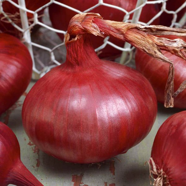 Onion Plant 'Red Baron'