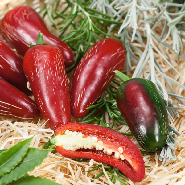 Chilli Pepper Seeds 'Jalapeno'