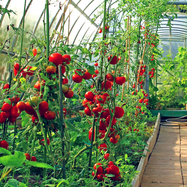 planting tomato seeds in greenhouse Tomato Seeds Greenhouse Collection