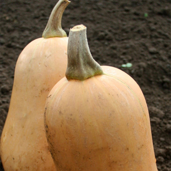 Butternut Squash Seeds 'Sweetmax'