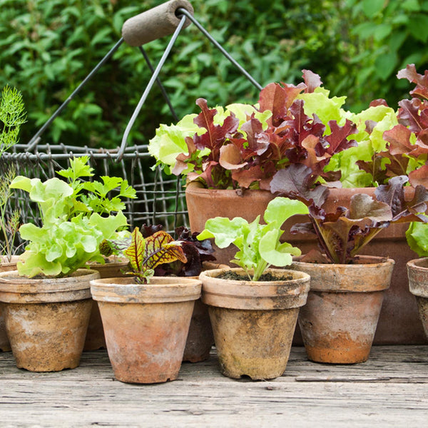 Lettuce Seed Mini Collection