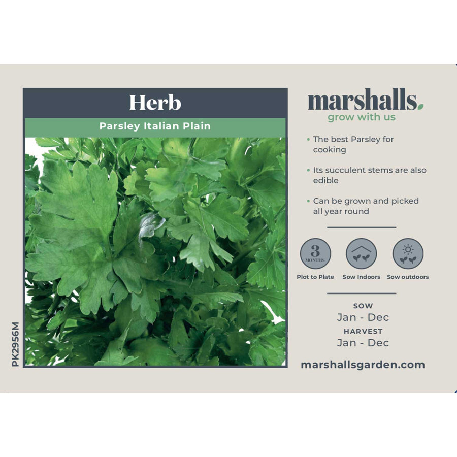 Parsley Seeds 'Italian Plain Leaved' Buy Parsley Seeds Online