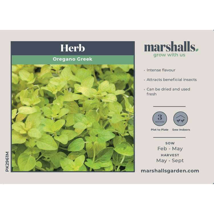 Oregano Seeds 'Greek'