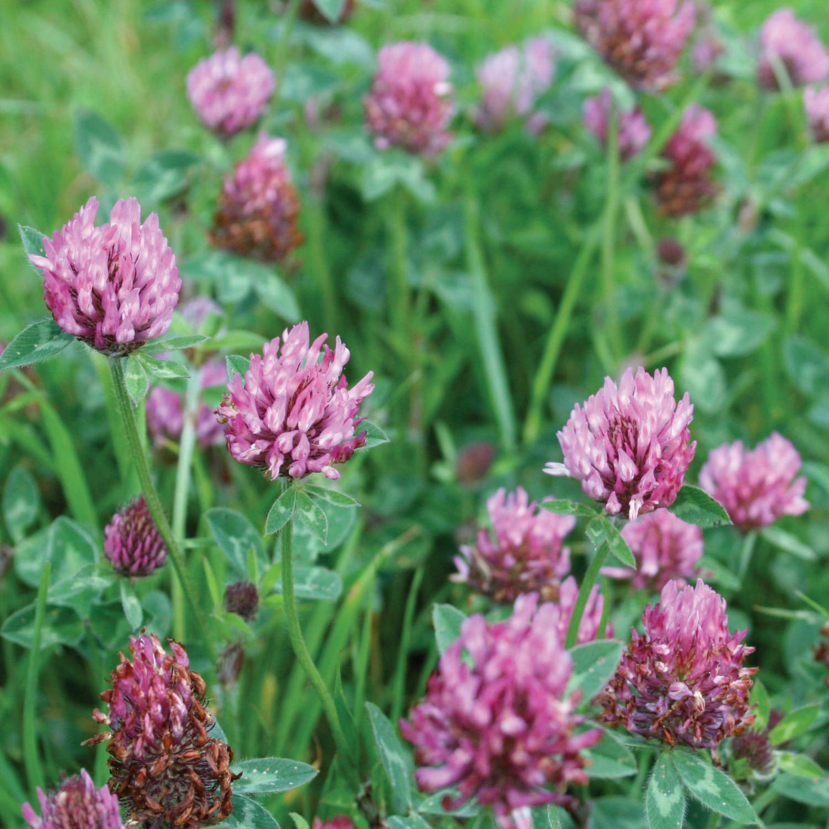Green Manure Seeds Red Clover