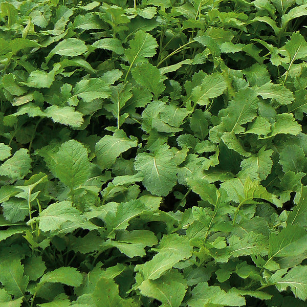 Green Manure Seeds 'Manure Mustard'