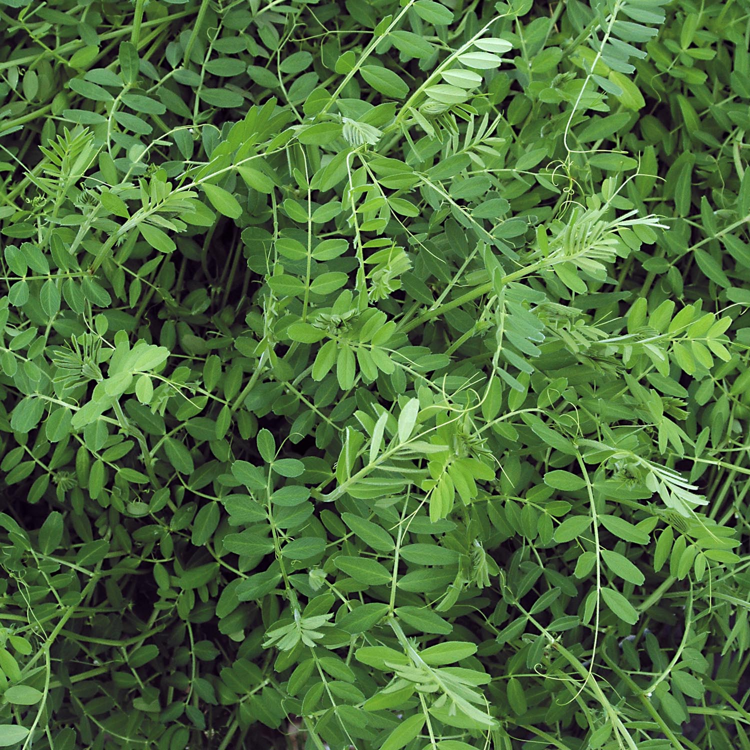 Manure Seeds Winter Tares