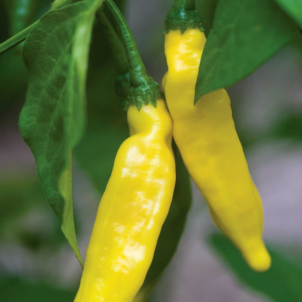 Chilli Pepper Seeds 'Hot Lemon'