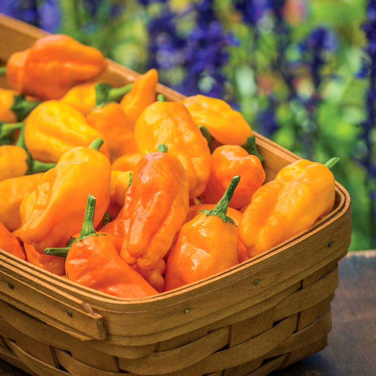 Chilli Pepper Seeds 'Orange Pepperoncini'