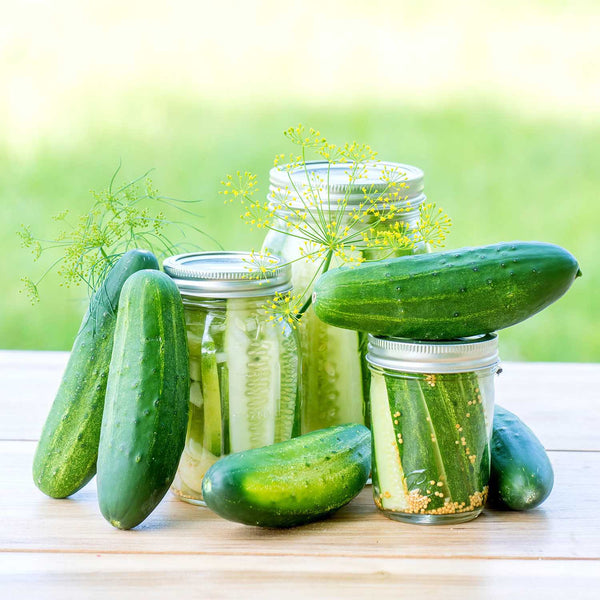 Cucumber Seeds 'Goblin'