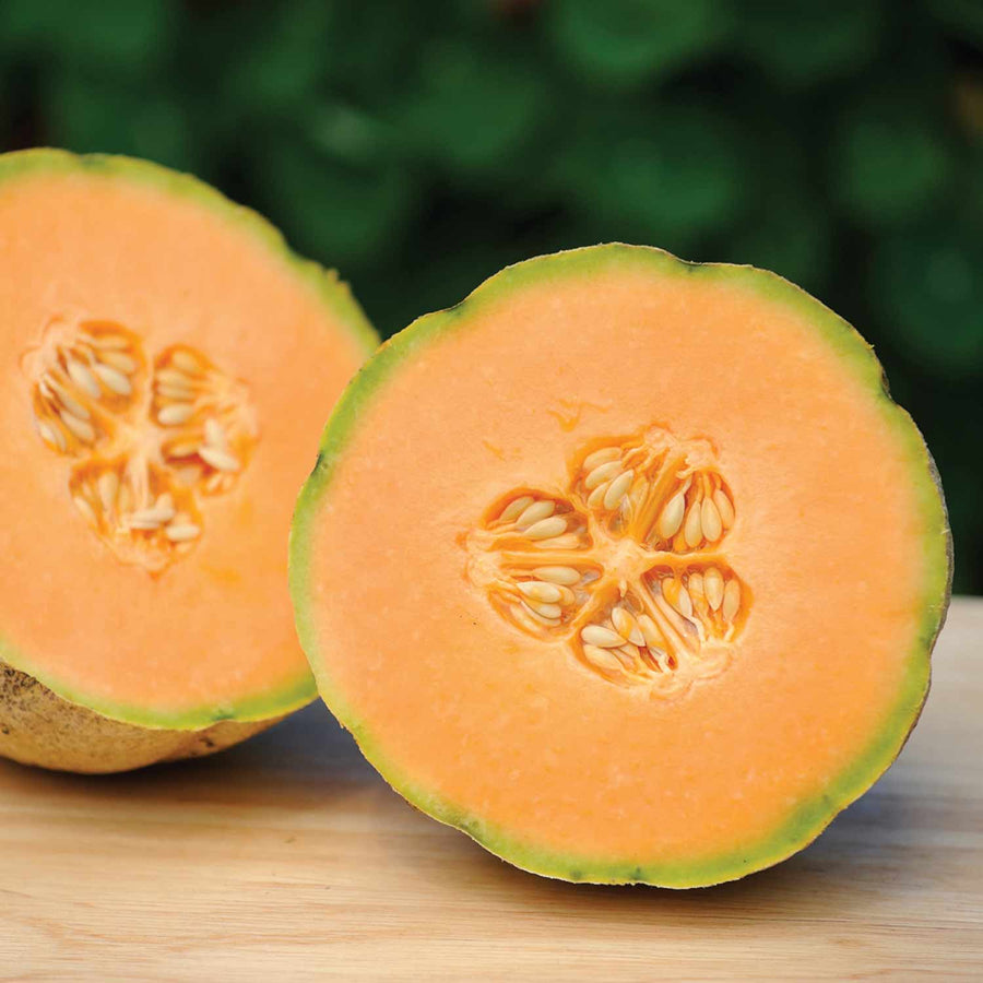 Melon Honey Bun 3 x Super Plugs Buy Melon Plants Online Marshalls