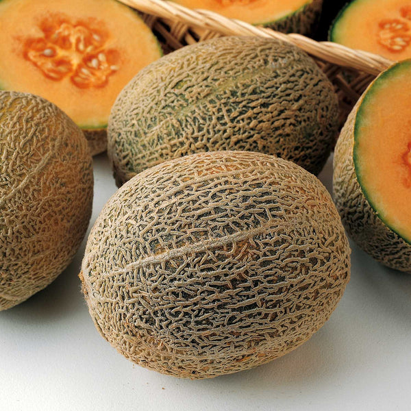 Melon Plant 'Honey Bun'