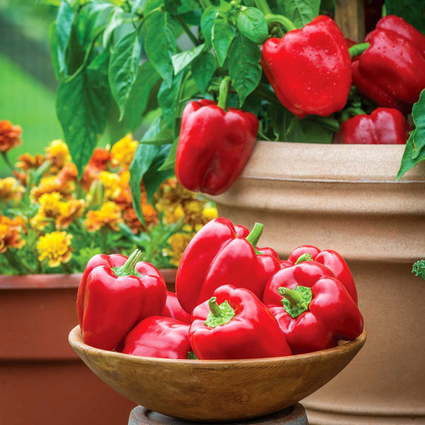 Pepper Seeds 'Sweet Popti'