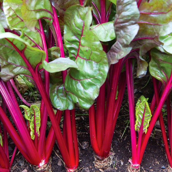 Swiss Chard Seeds 'Red Magic'