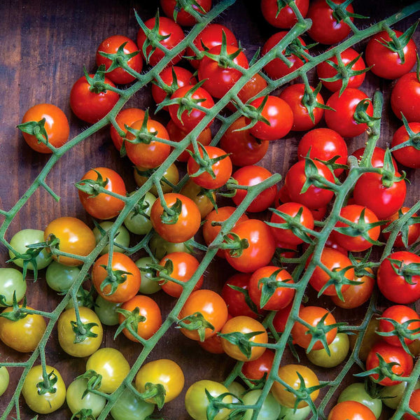 Tomato Seeds 'Cherry Baby'