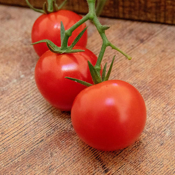 Tomato Seeds 'Consuelo'