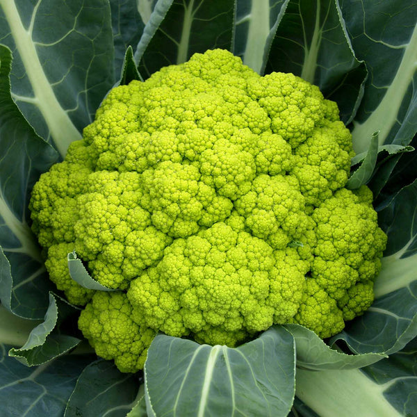 Cauliflower Seeds 'Trevi' F1