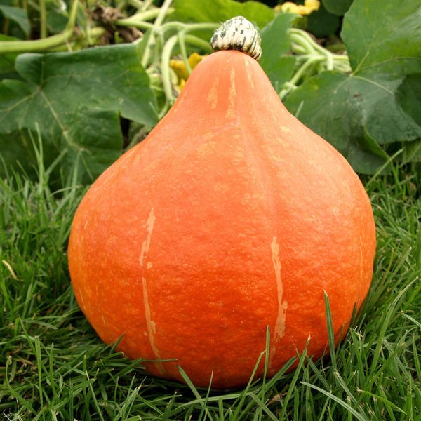 Squash Seeds  'Potimarron'