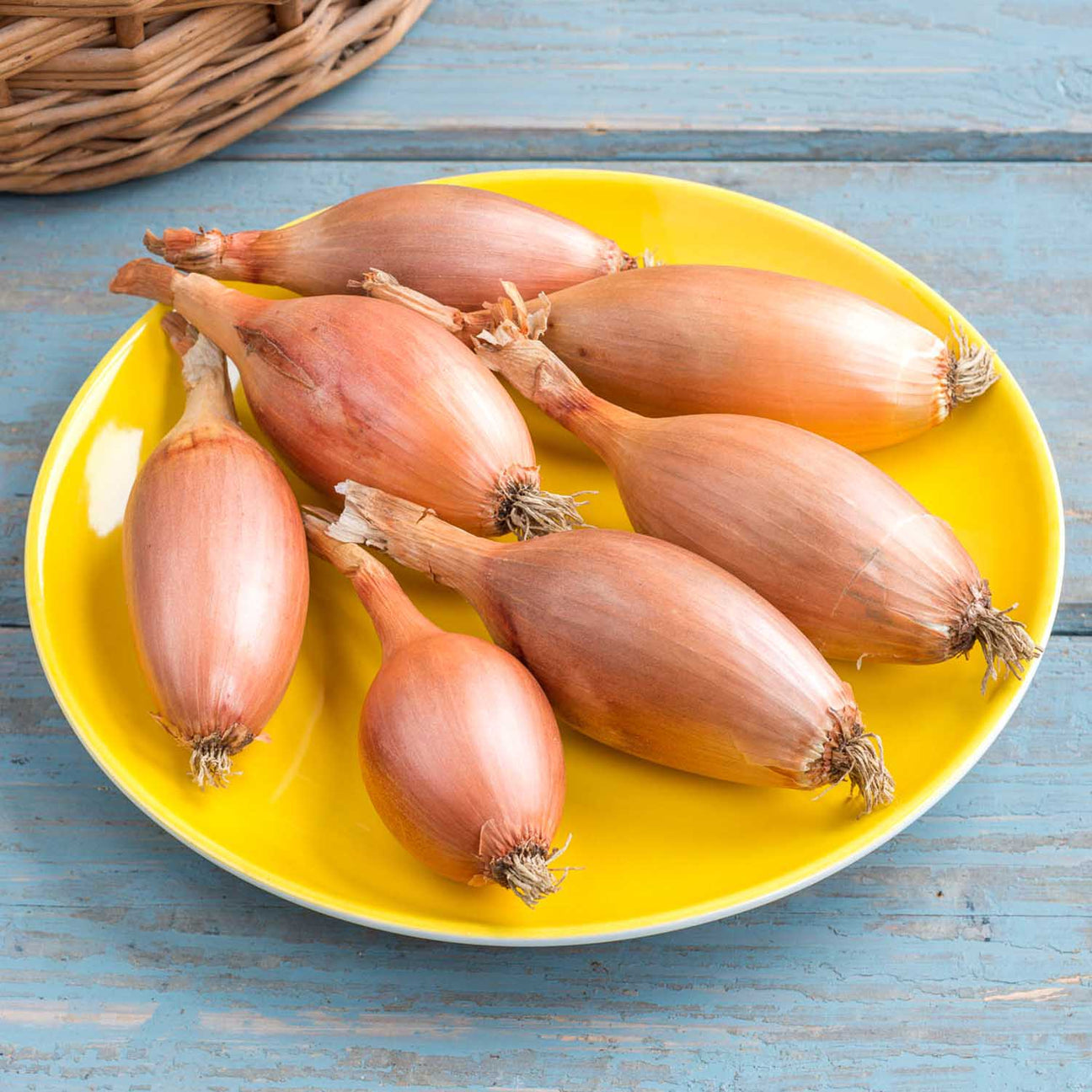 Shallot Seeds 'Elista' Buy Shallot Seeds Online Shallot Seeds for