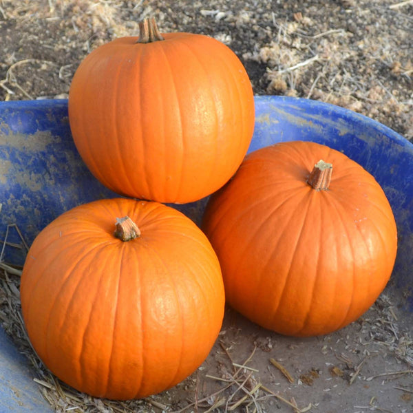 Pumpkin Seeds 'Harvest Moon'