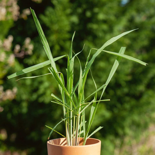 Lemon Grass Seeds