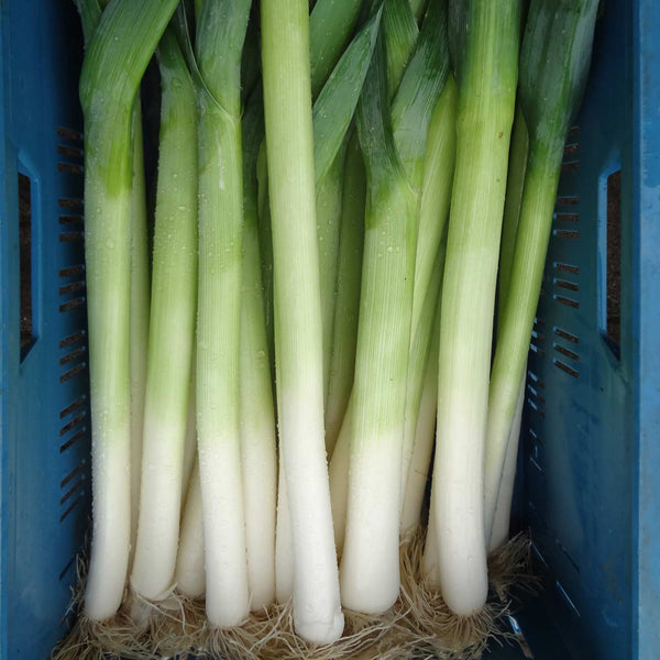 Leek Seeds 'Chinook'