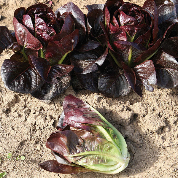 Lettuce Seeds 'Moon Red'