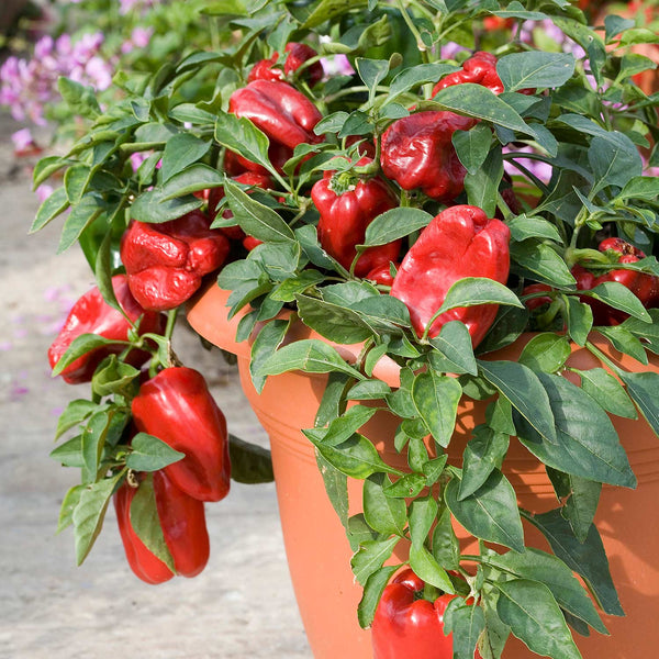 Pepper Seeds 'Sweet Red Skin'