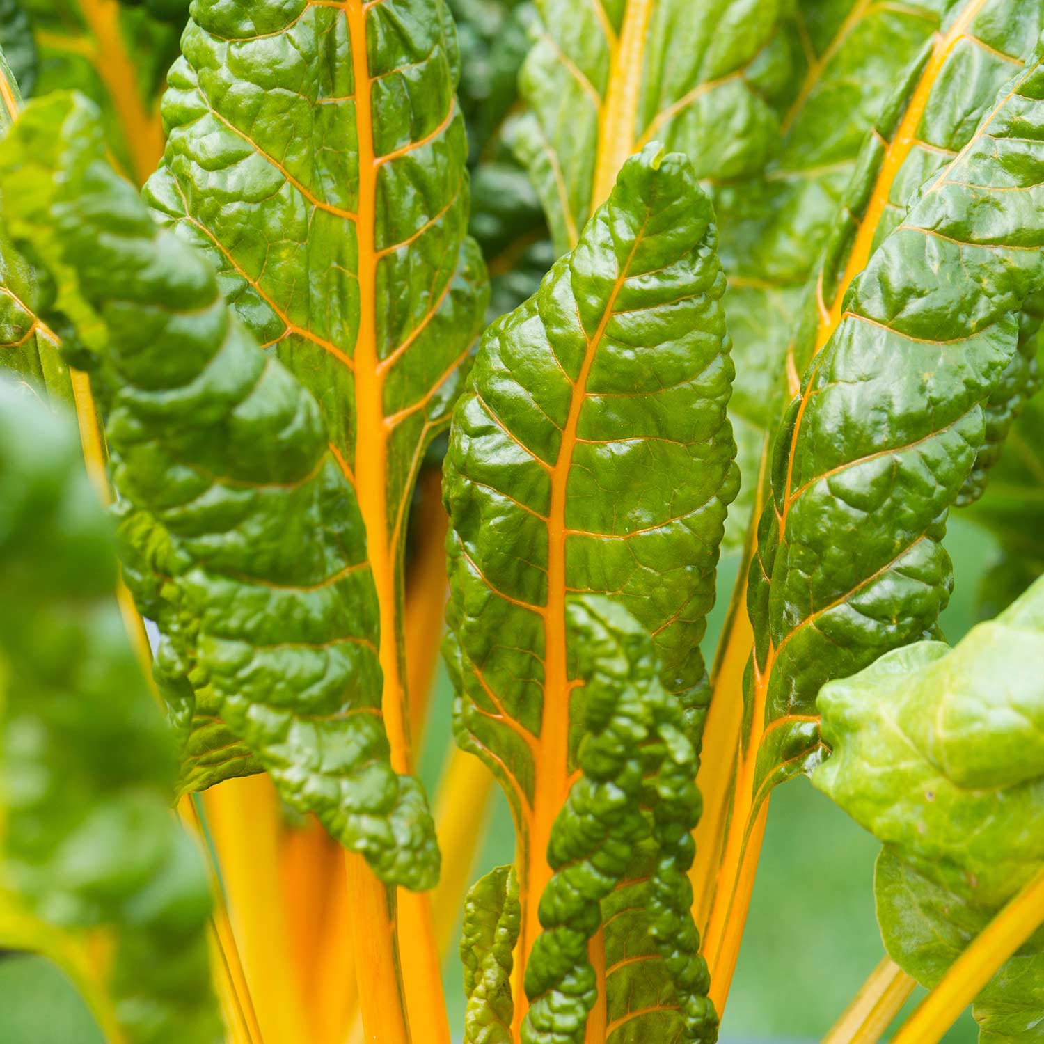 Swiss Chard Seeds 'Bright Yellow' | Marshalls Garden