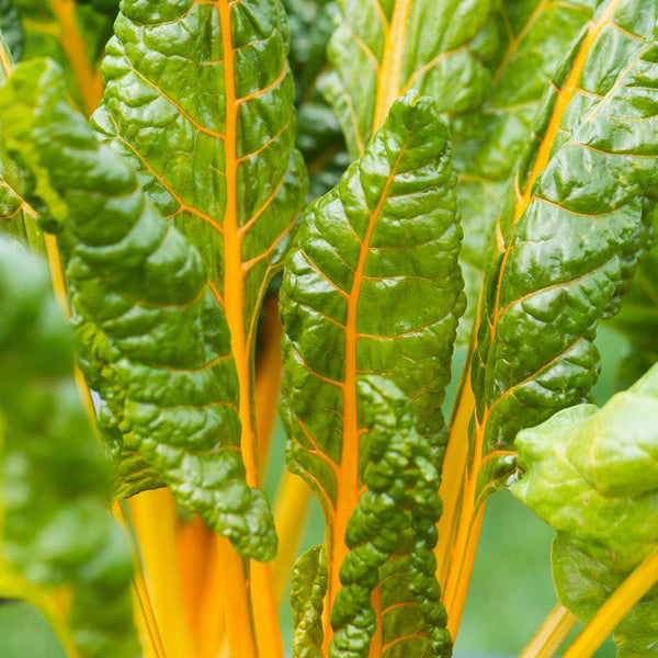 Swiss Chard Seeds 'Bright Yellow'