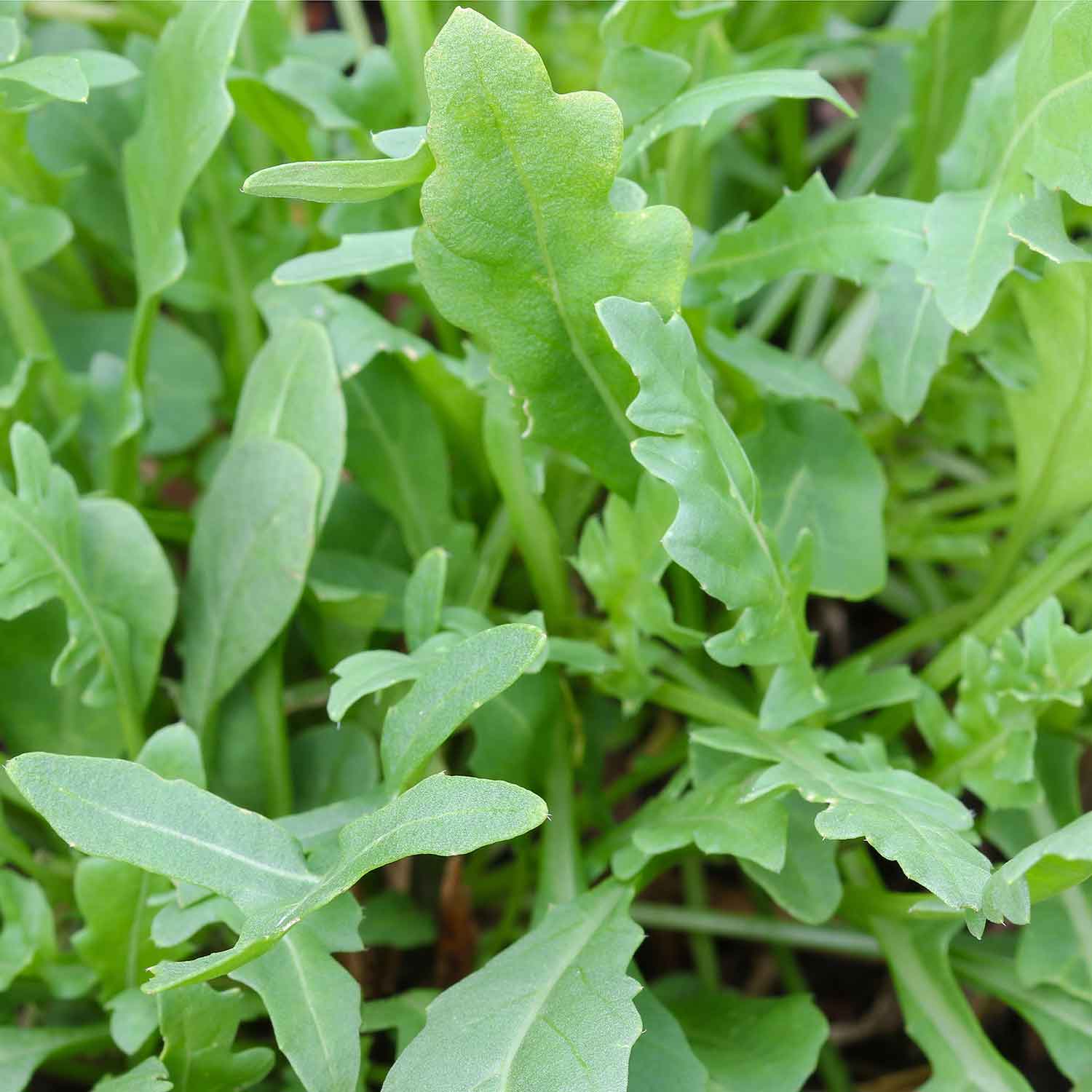 Wild Rocket Rice Wild Rocket Seeds | Buy Wild Rocket Seeds Online | Wild Rocket Seeds ...