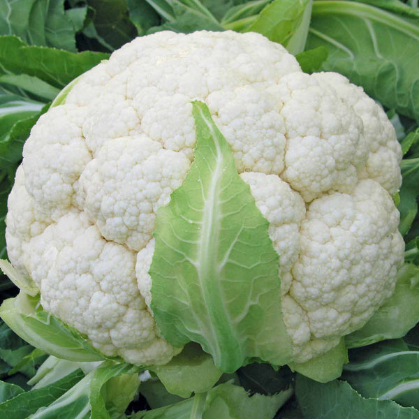 Cauliflower Seeds 'Skywalker'